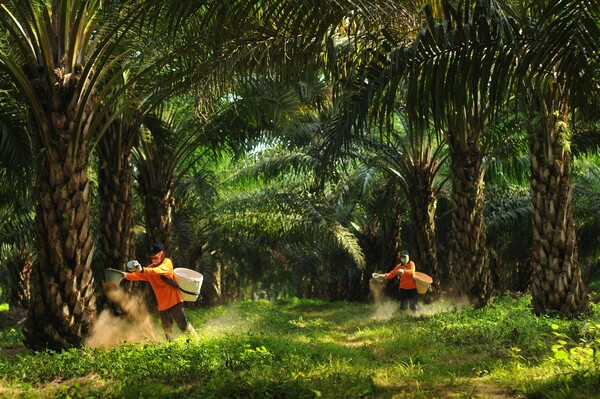 삼푸르나 아그로 팜 농장에서 비료를 살포하는 모습